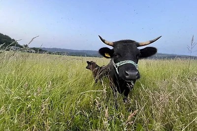 Granja - Schoena