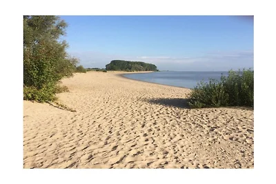 ||----------------"Ins Paradies" -...