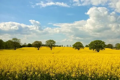 Meeuw (Meeuwennest Scharbeutz)