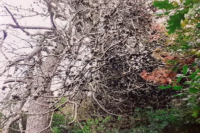 8 Personen Ferienhaus in Skjern-By Traum