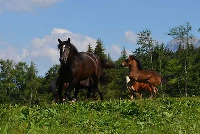 “Hochkönigblick” en Bichlgut