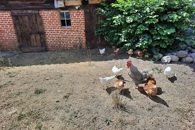 Przyjazny zwierzętom apartament wakacyjny w o...