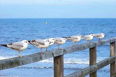 Appartement in Trassenheide bij Strand
