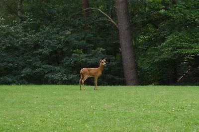Vakantieappartement in het bos Hamburg 1