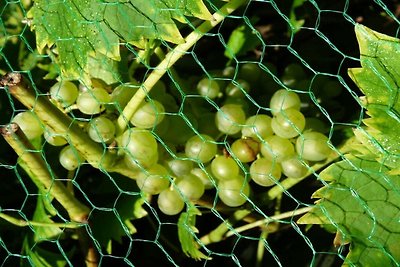 Natuurlijke oase Comfortabel vakantiehuis