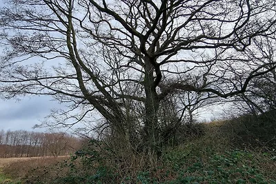 Ruhiger Hüttenurlaub in Ebeltoft