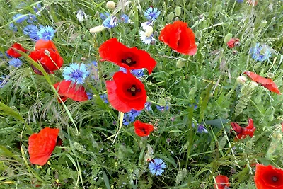 Panorama dalla casa vacanze (estate) Panorama dalla casa vacanze (estate)