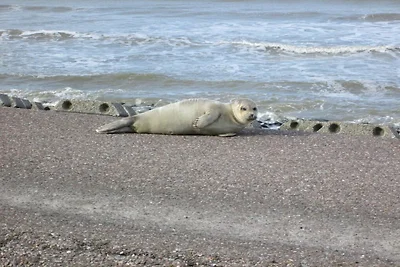 Lagune am Wattenmeer 20