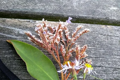 6 Personen Ferienhaus in Læsø-By Traum