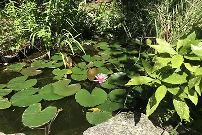 Seerose in Salem||Salem