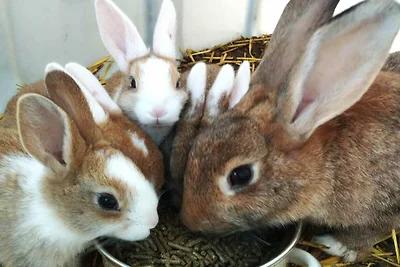 Appartement met uitzicht op alpaca's