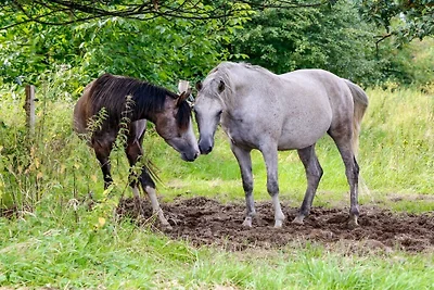White Horse Diedersen