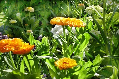 Bohlmann à Sandweg 17