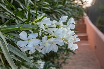 Appartamento per vacanze con 1 camera da...