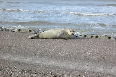Lagune am Wattenmeer  19