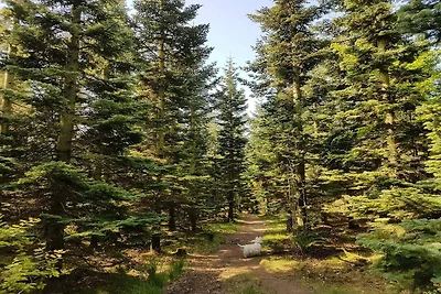 Familienhaus mit Terrasse und Liegewiese
