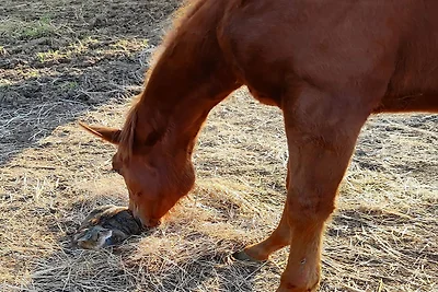 Haus Sogni di Giove mit PRIVATPOOL