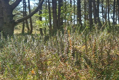 6 Personen Ferienhaus in Rømø-By Traum