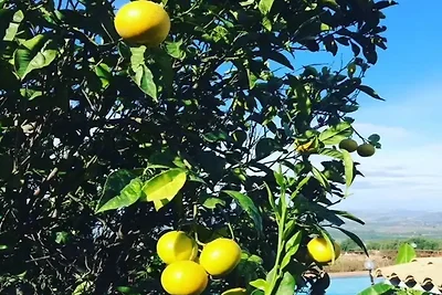 Case su una collina circondata da ulivi