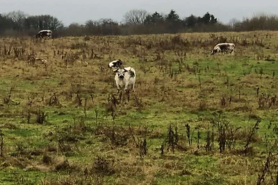 Ferienhaus Baumhaus Weissenhäuser Strand