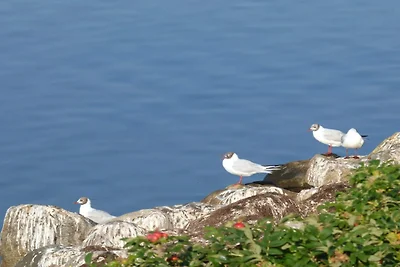 8 persoons vakantie huis in Skals-By Traum