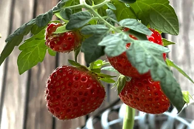 5 Sterne Ferienhaus in Vesterøy