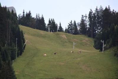 SH104 - Studio 4 Pers. Zentrum des Carroz