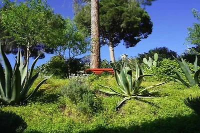 La Petite Provence || Cavalaire