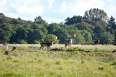 6 persoons vakantieparkhuis in Middelfart