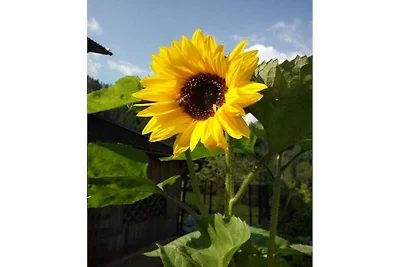 Girasole-Oberbühl