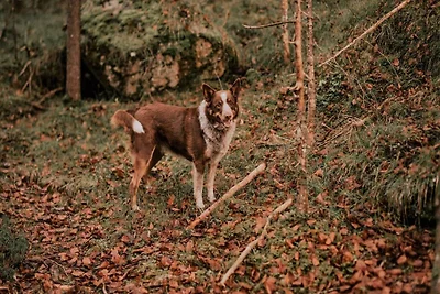 Appartamento nel Parco Naturale Kamenjak