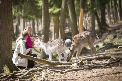 Modernes 4-Personen-Glamping in Antwerpen