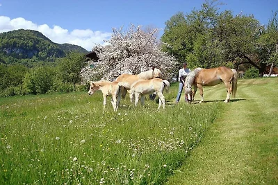 4 - im Pferdezentrum Füssen