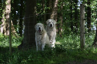 Vakantiehuis met groot terras aan het water