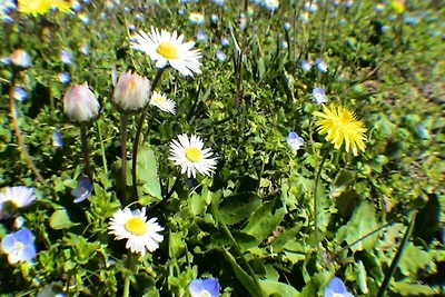 Häuser & Villen für 6 Personen