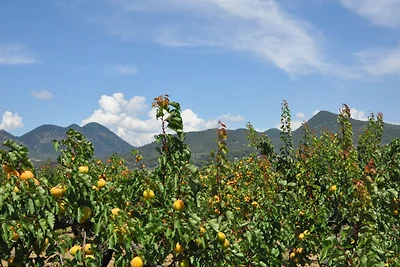 Direkte Umgebung (Sommer) (<1 km) Direkte Umgebung (Sommer) (<1 km)