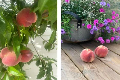 4 Sterne Ferienhaus in FÄRJESTADEN