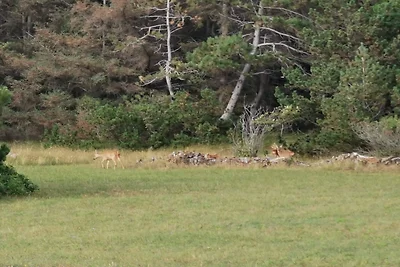 Strandparadies -- By Traum Ferienwohnungen