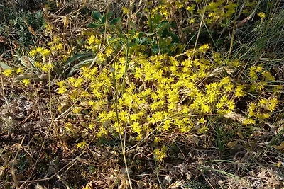 Nostalgische Inselidylle in Aâ€“land-By Traum