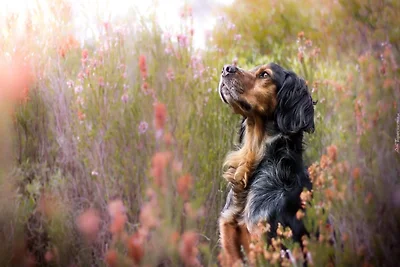 Ferienhaus mit Garten, in der Nähe des Sees