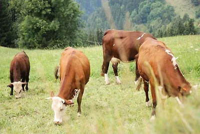 Apartment in NDB mit Pool und Zugang zu...
