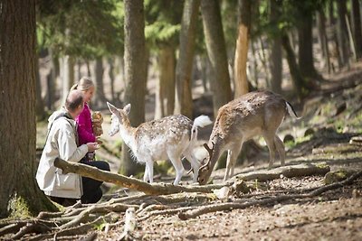 Chalets in de Franse Ardennen voor 4 personen