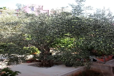 Apartments Anita - Three Bedroom apartment wi...