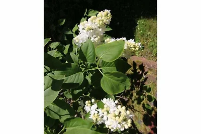 Huis Neeltje, appartement 1