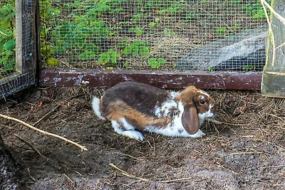 4 Sterne Ferienhaus in Asaa