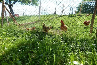 Ferienhof Sommer