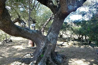 Casa di campagna Piras vicino a Budoni