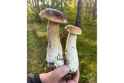 Ferienhaus mit 2 Schlafzimmer