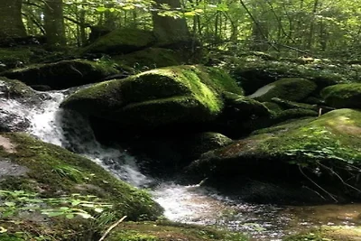 Wohnung im Bayerischen Wald Baumwipfel