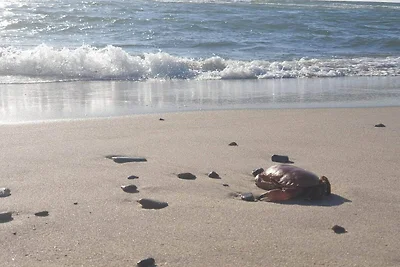 8 Personen Ferienhaus in Ringkøbing-By Traum